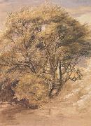 Samuel Palmer, The Willow